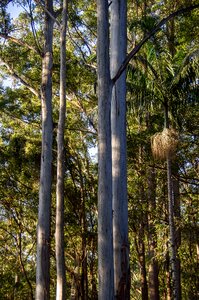 Australia queensland gum trees photo