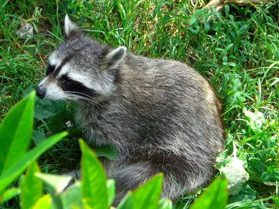 Raccoon zoo green photo