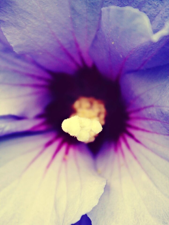 Shrub pistil close up