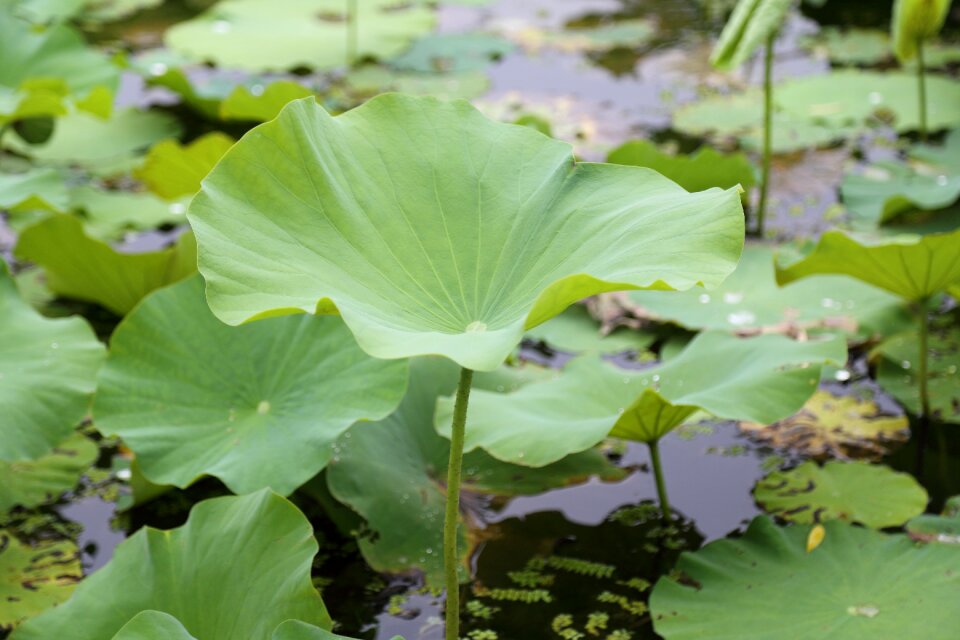 Park on the lake pond