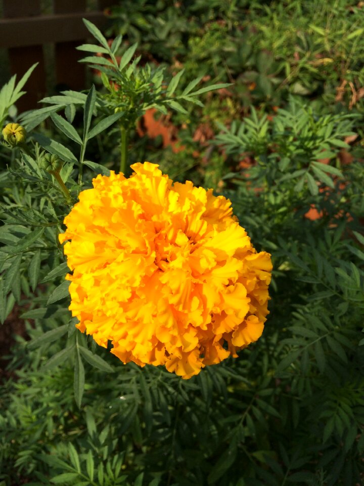 Flower summer garden