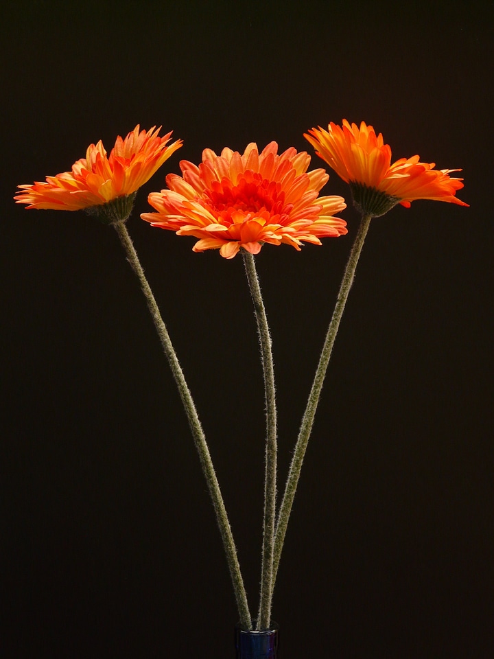 Blossom bloom art flower