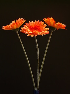 Blossom bloom art flower