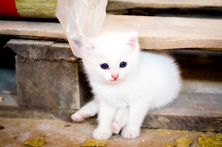 Kitten toddler sweet