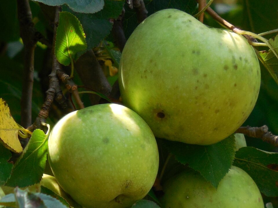 Garden fruit season