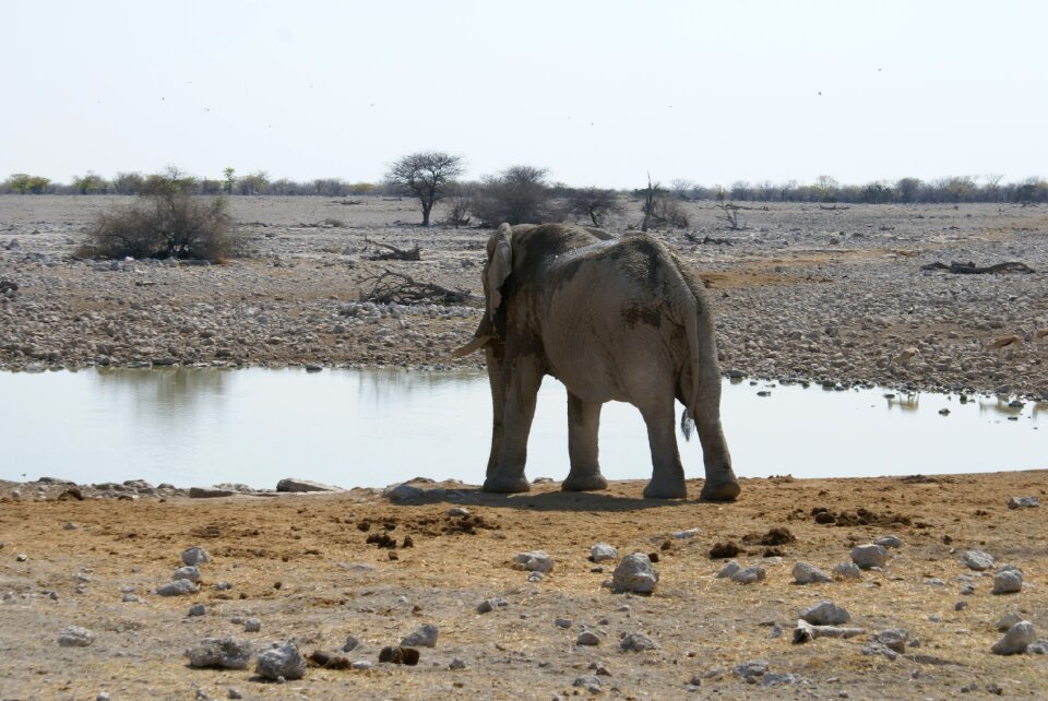 Namibia watering hole national park