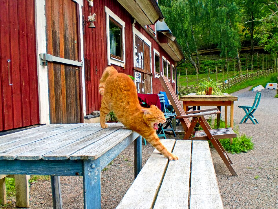 Animals house bench
