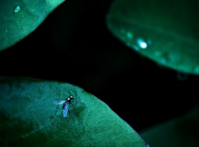 Nature macro bug