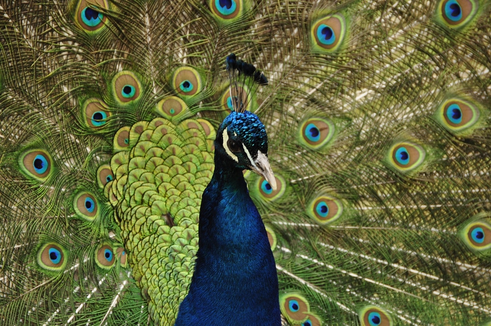 Feather animal colorful