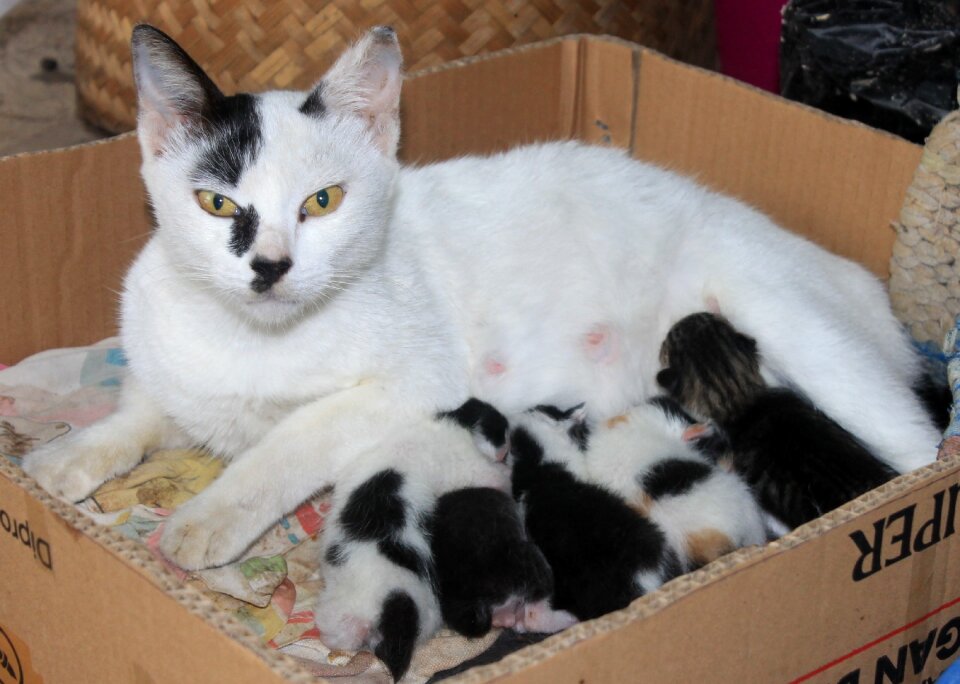 Kittens animal kitty