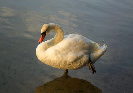 Animal fauna nature
