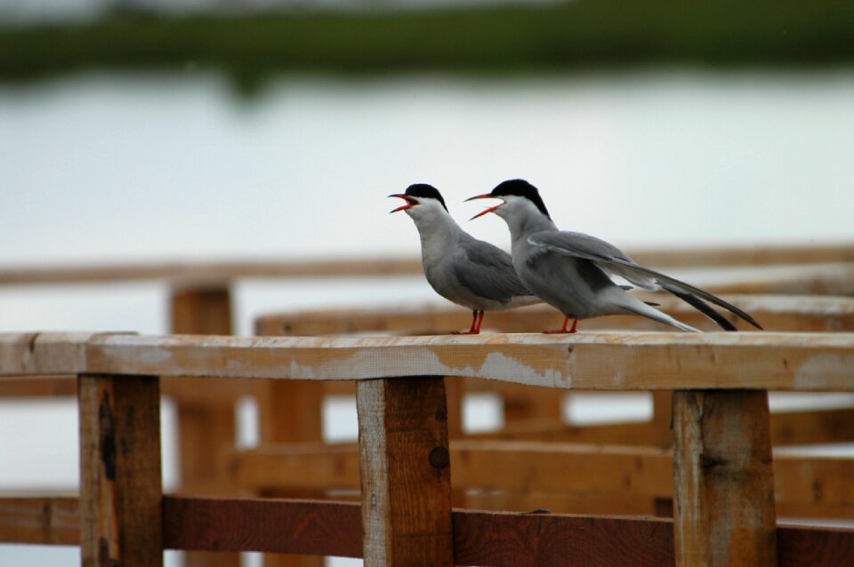 Seagull views natural beauty
