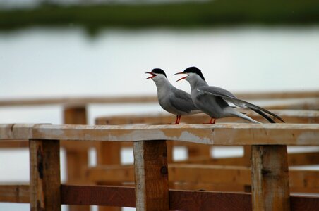 Seagull views natural beauty