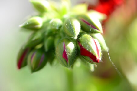 Natural summer plant photo