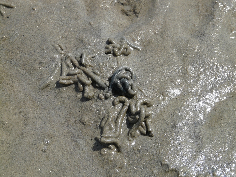 Arenicola marina sand worm pier worm
