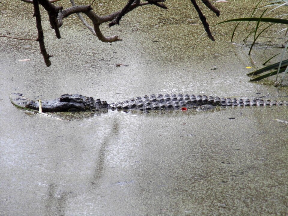 Crocodile water animals photo