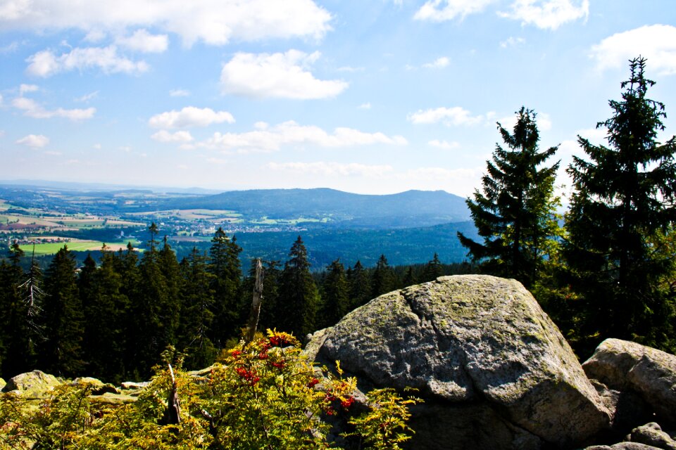 Fir tree view idyll