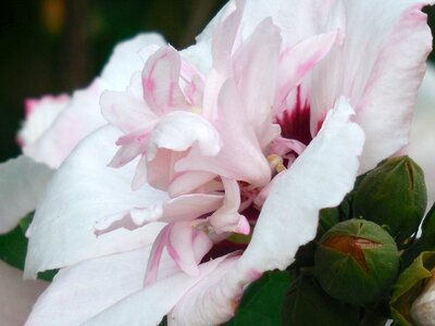 Rose sharon bloom photo