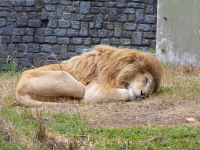 Animals leon predator