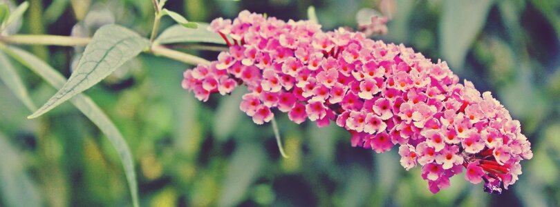 Pink summer lilac flowers photo