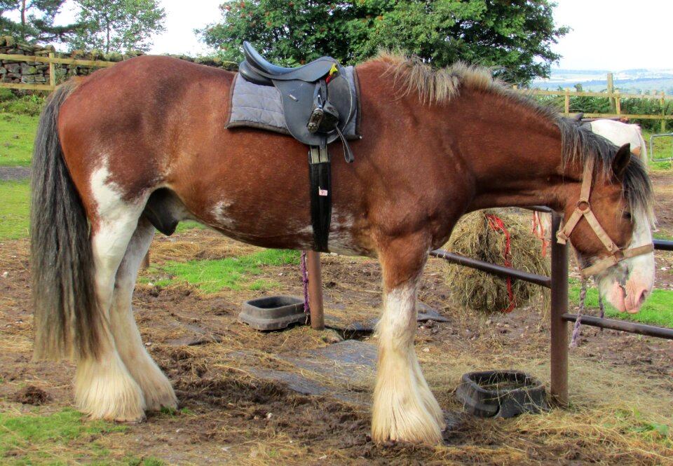 Domestic stallion equestrian
