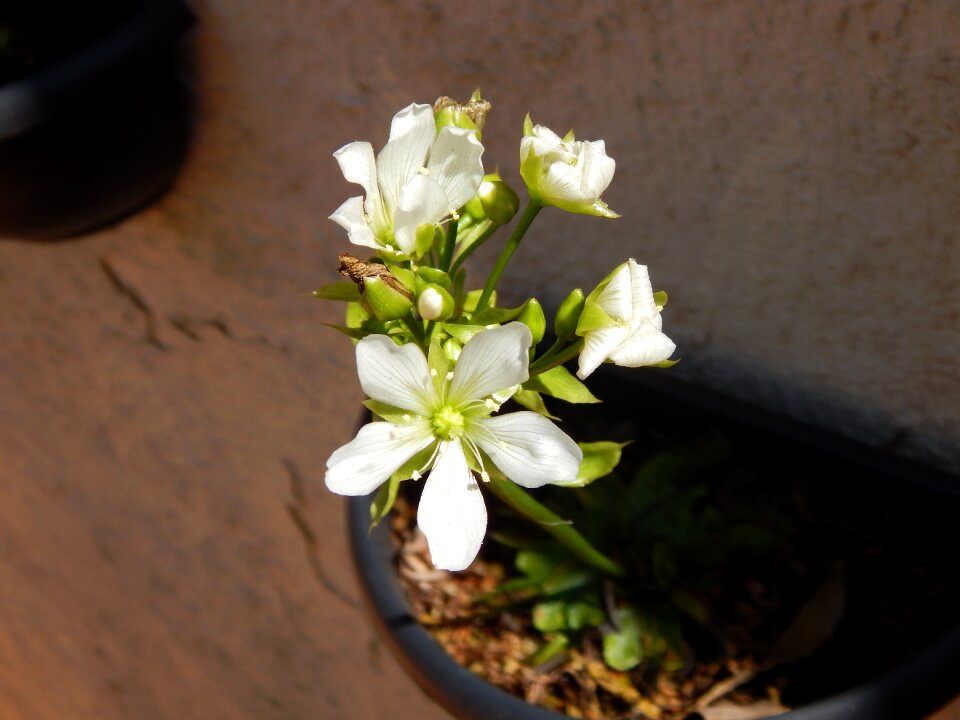 White flower garden button