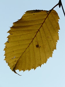 Hornbeam carpinus betulus white beech photo