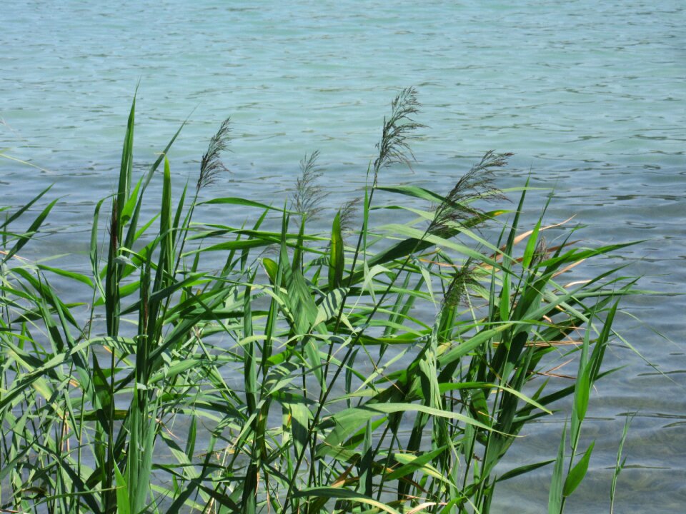Waters aquatic plant bank