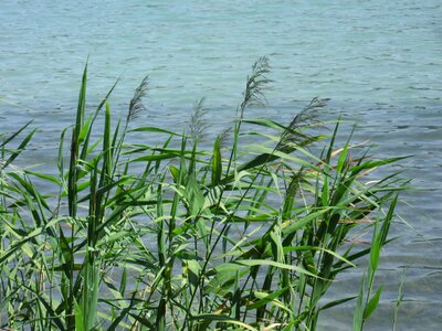 Waters aquatic plant bank