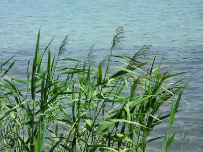 Waters aquatic plant bank photo