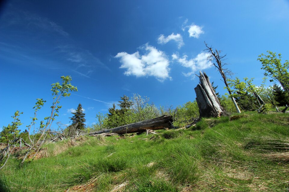Summer forest