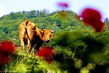 Bio agriculture dairy cattle