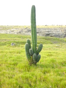 Cacti landscape aruba