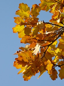 Sessile oak quercus petraea winter oak photo