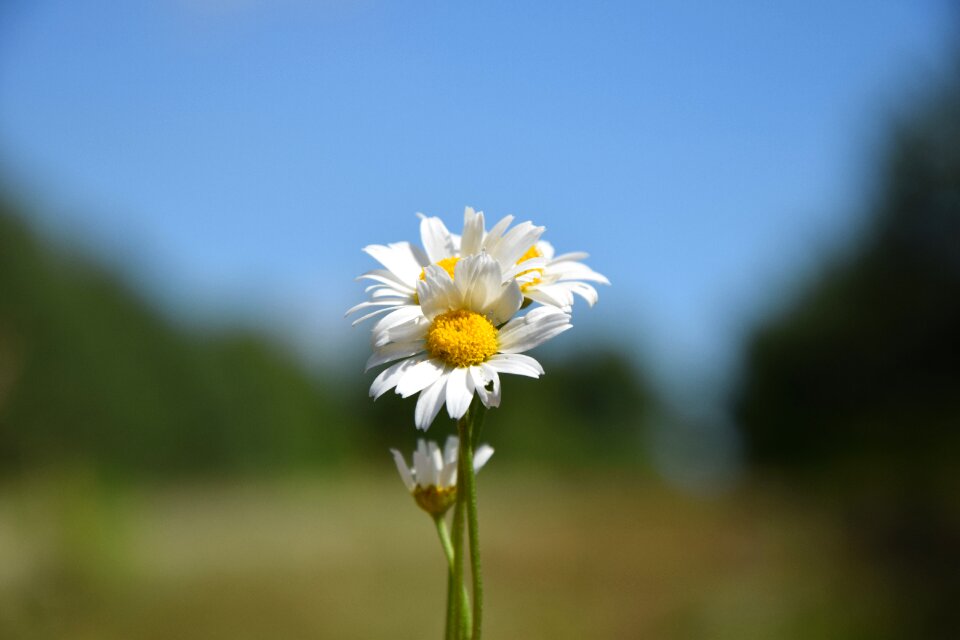 Daisy flower meadow