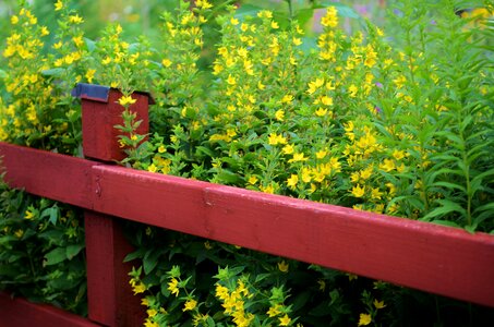 Wooden plank green photo