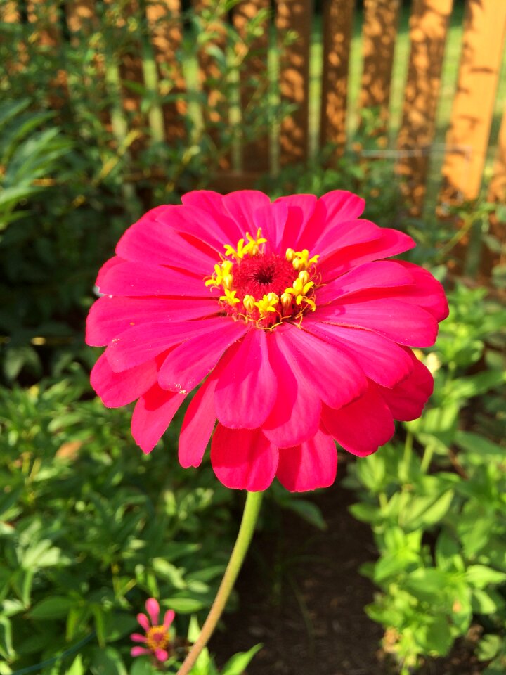 Garden gardening pretty