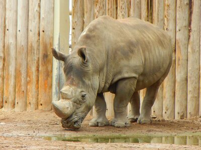 Animals zoo
