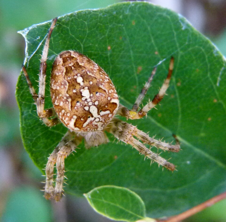 Cross spider crowned orb weaver spider