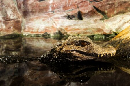 Wildlife alligator nature