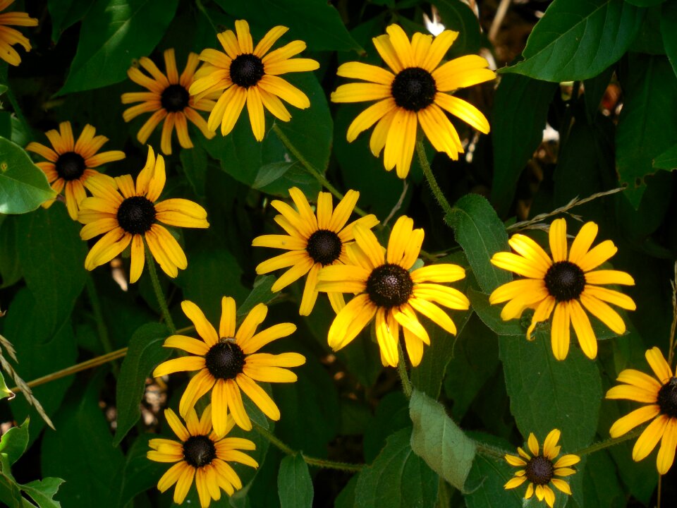 Summer daisy bright