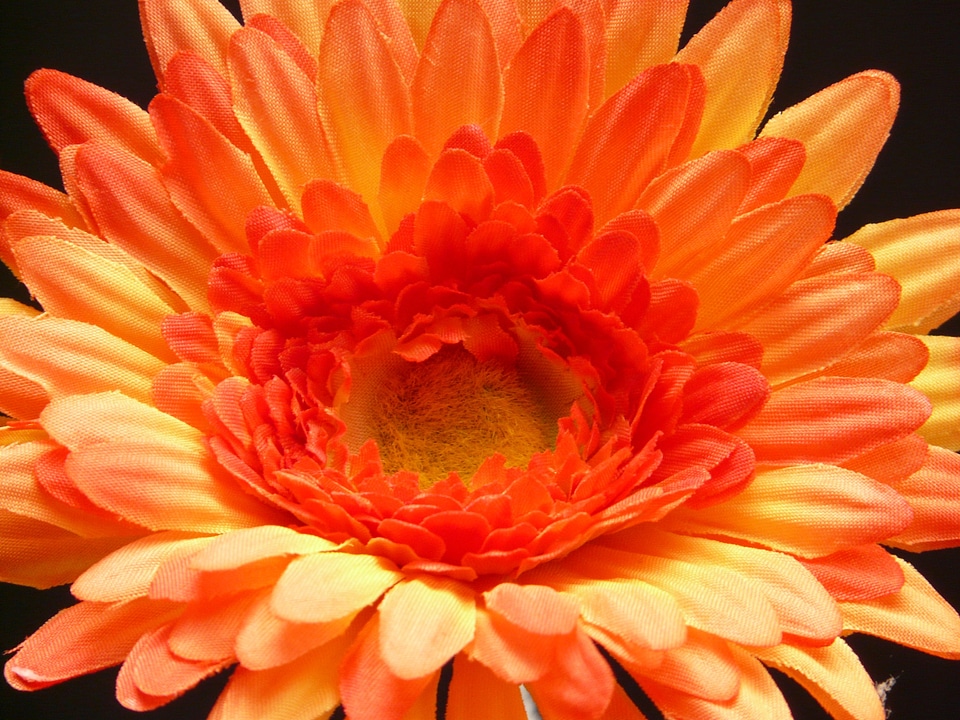 Blossom bloom art flower