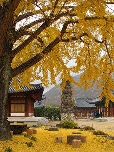 Republic of korea wood the leaves