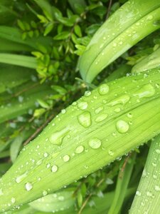 Rain drip leaves