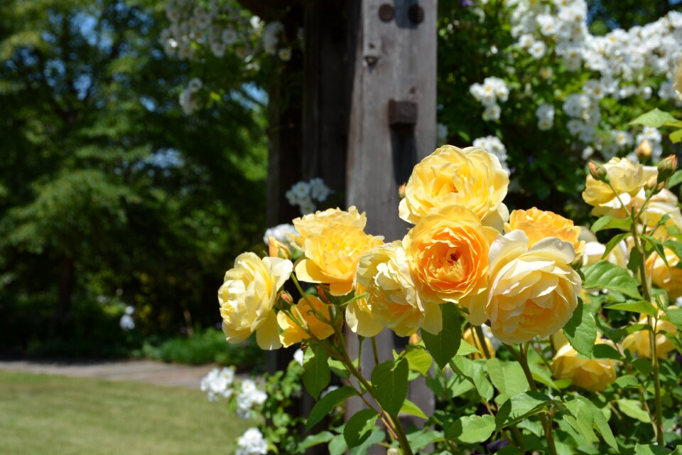 Rose yellow roses Free photos