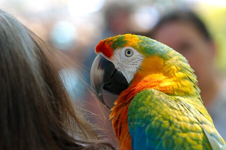 Bird animal colorful photo