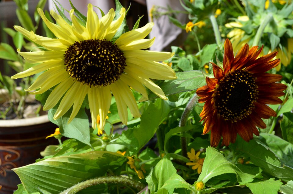 Yellow floral gardening