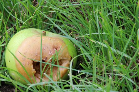 Wasp food healthy