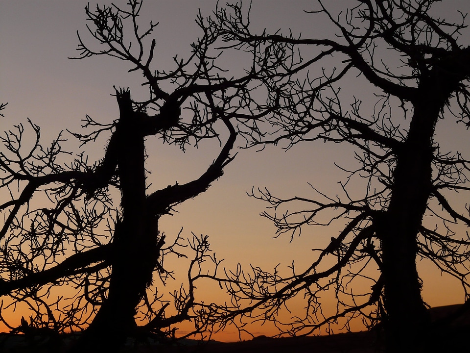 Gnarled branch branches