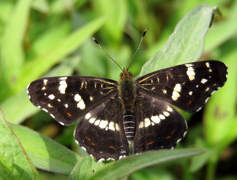 Prorsa butterly kiev